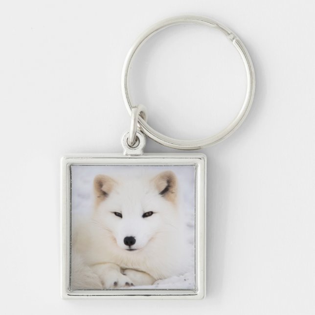Porte-clés Renard polaire arctique blanc dans la neige (Devant)