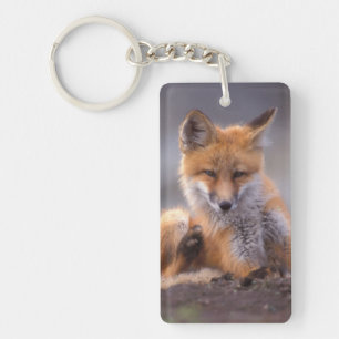 Porte-clés renard rouge, Vulpes vulpes, chiot se grattant,