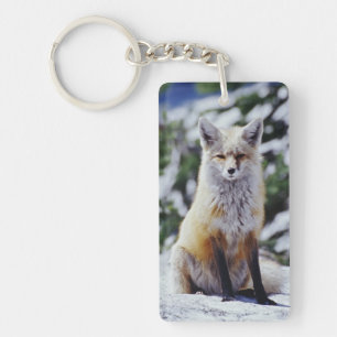 Porte-clés Renard roux assis sur un banc de neige, Vulpes, Mt