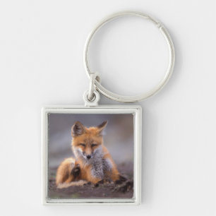 Porte-clés renard roux, Vulpes vulpes, petit se grattant,