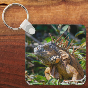 Porte-clés Reptiles tropicaux sauvages, Iguane