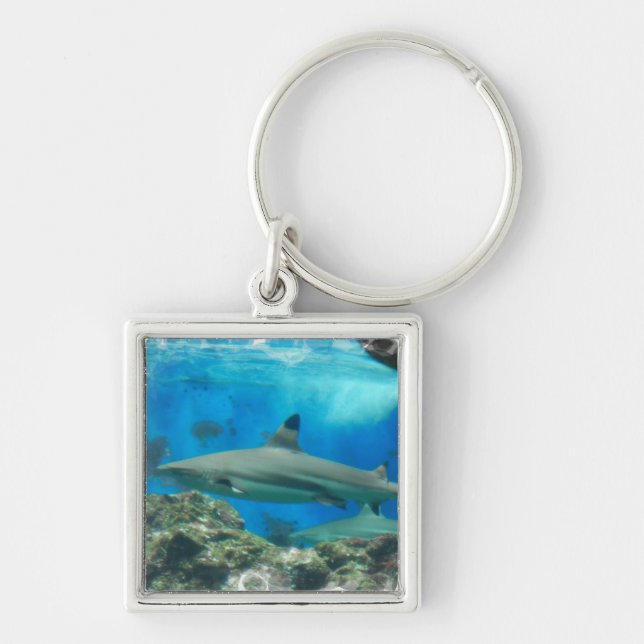 Porte-clés Requin avec le porte - clé de récif (Devant)
