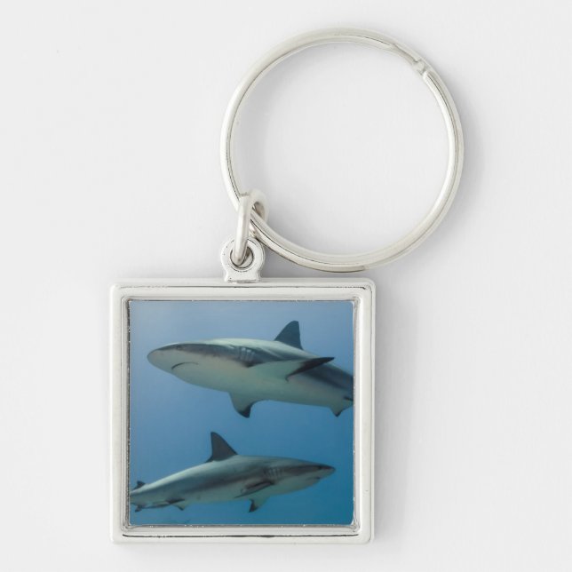 Porte-clés Requin des récifs des Caraïbes (Devant)
