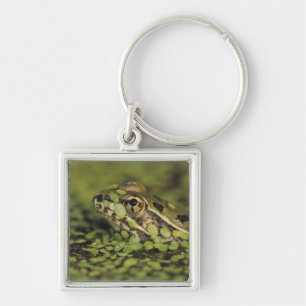 Porte-clés Rio Grande Leopard Frog, Rana berlandieri,