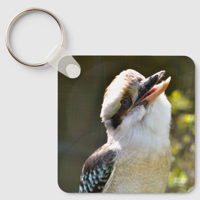 Porte-clés Rire Kookaburra perché sur la succursale Postcard  (Recto)