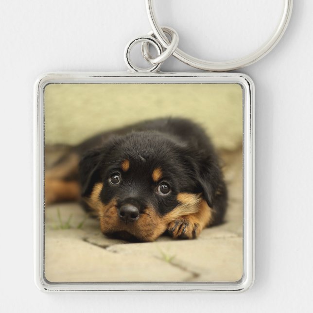 Porte-clés Rottweiler20150901 (Devant)