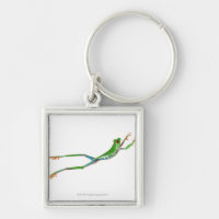 Sauter observé par rouge de grenouille d'arbre