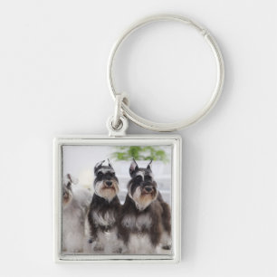 Porte-clés Schnauzers miniatures se tenant au bord de la