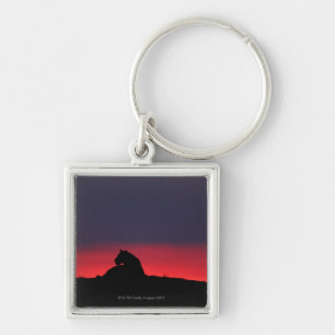 Porte-clés Séance de lionne (Panthera Lion), au coucher du