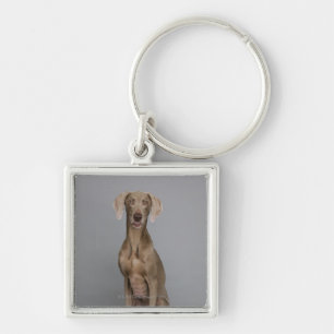 Porte-clés Séance de Weimaraner, tir de studio