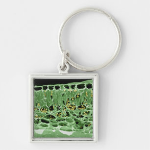 Porte-clés Section transversale de feuille