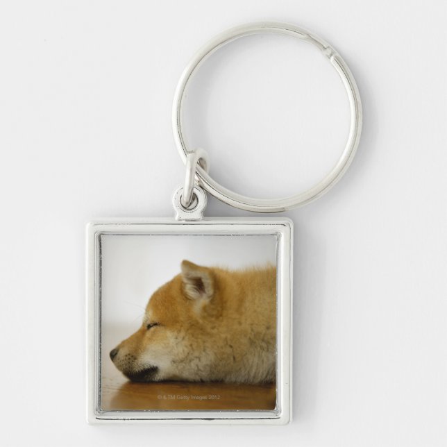 Porte-clés Shiba-ken de sommeil 2 (Devant)