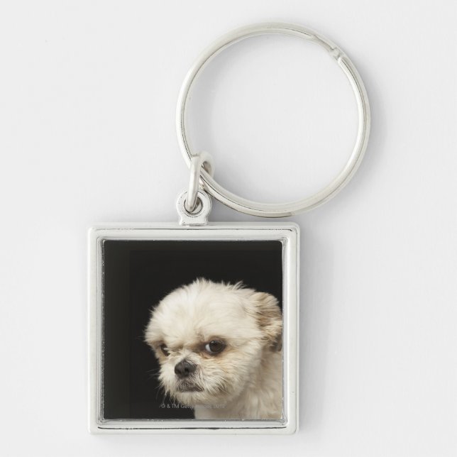 Porte-clés Shih blanc fâché Tzu avec les yeux bruns (Devant)