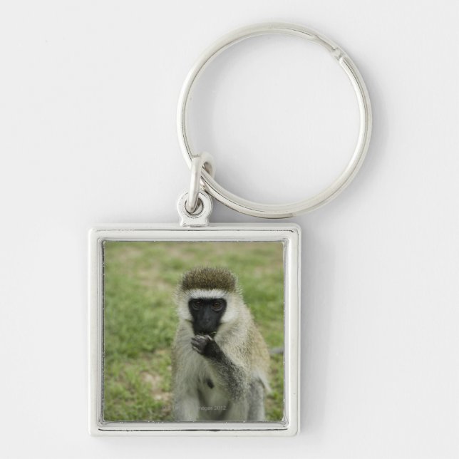 Porte-clés Singe de Vervet mangeant, Afrique (Devant)