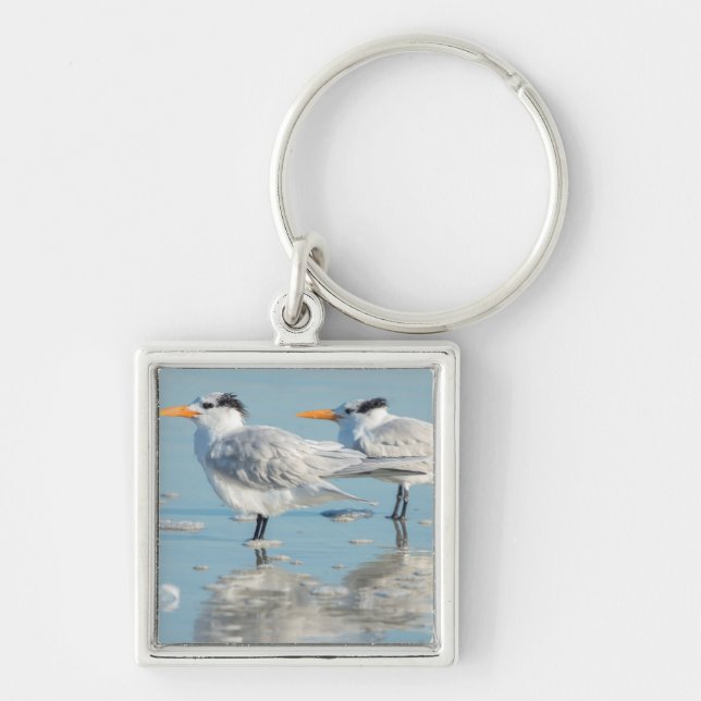 Porte-clés Sternes royaux sur la plage (Devant)