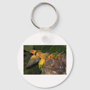 Porte-clés Sun Conures