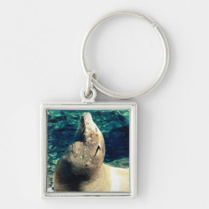 Porte-clés Sunbathing Sea Lion