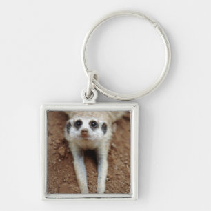 Porte-clés Suricate (Suricata Suricatta) se rafraîchissant