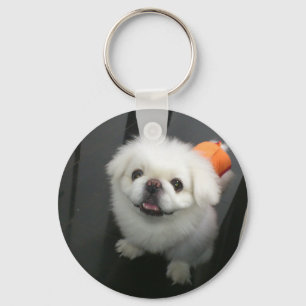 Porte-clés Tchiot shih tzu regardant l'appareil photo