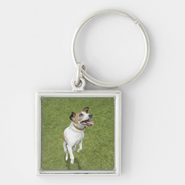 Porte-clés Terrier de Jack Russell sautant, vue élevée (Devant)