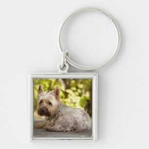 Porte-clés Terrier des Etats-Unis, le Colorado, Yorkshire se