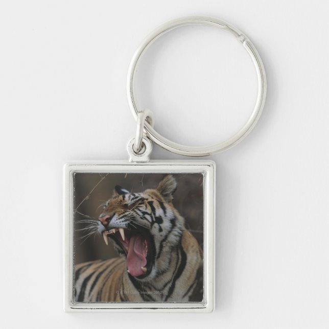 Porte-clés Tigre CUB baîllant (Devant)
