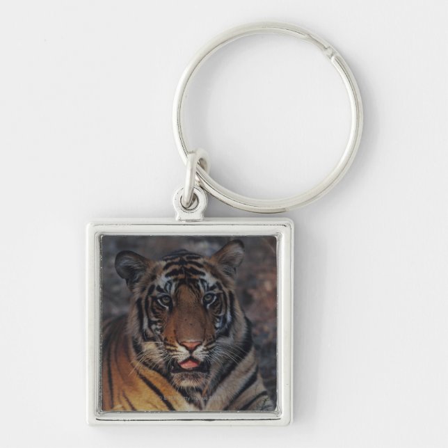 Porte-clés Tigre CUB de Bengale (Devant)