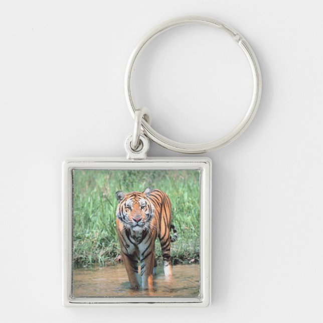 Porte-clés Tigre dans l'eau (Devant)