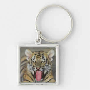Porte-clés Tigre de Bengale baîllant