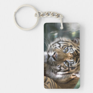 Porte-clés Tigre de Sumatra mâle (Panthera tigris sumatrae)
