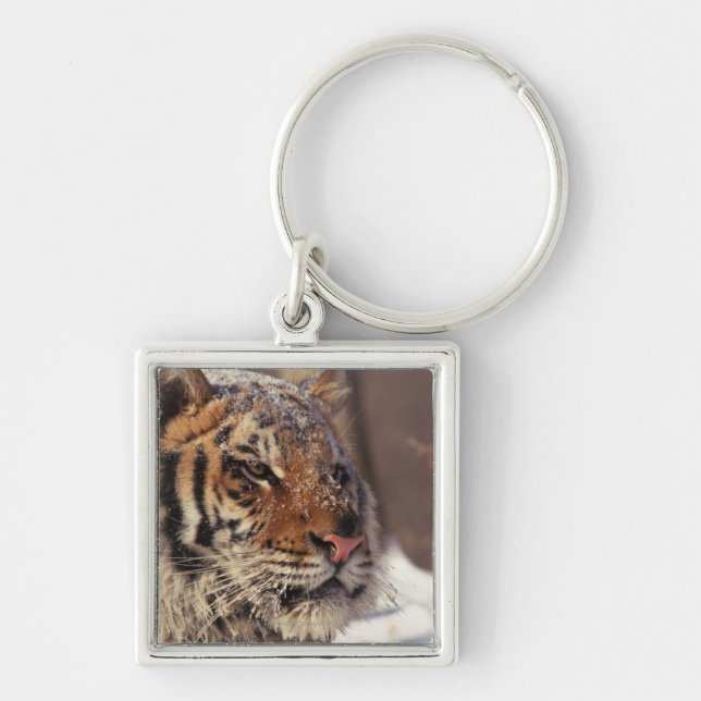Porte-clés Tigre sibérien (Devant)