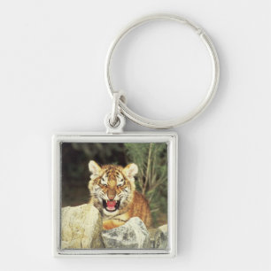Porte-clés Tigre sibérien