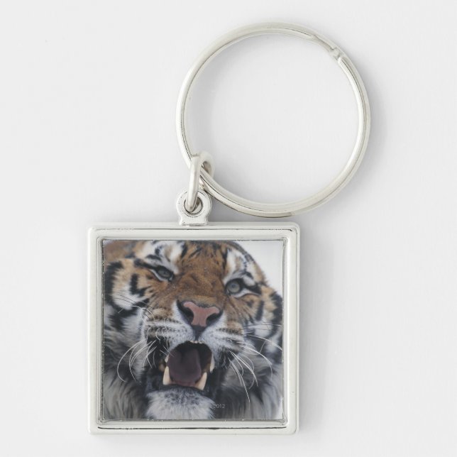 Porte-clés Tigre sibérien grondant (Devant)