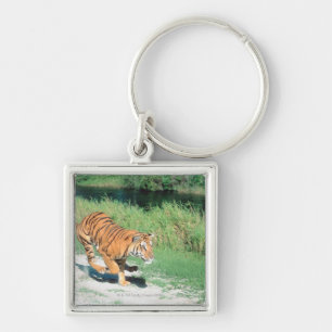Porte-clés Tigre sur le chemin