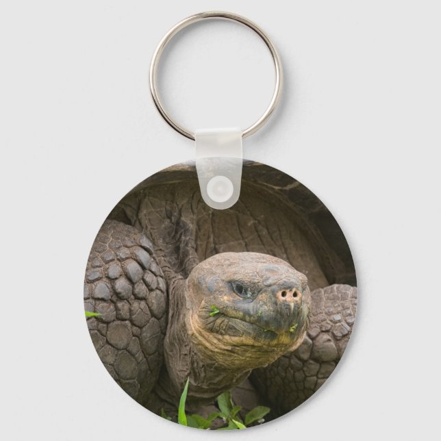 Porte-clés Tortue géante (Recto)