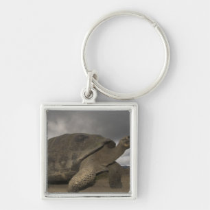 Porte-clés Tortue géante des Galapagos Geochelone