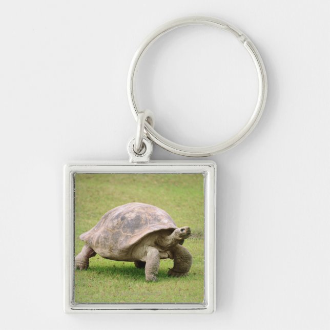 Porte-clés Tortue géante marchant sur l'herbe (Devant)