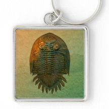 Trilobite Fossil Neometacanthus