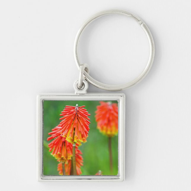 Porte-clés Tritome (Kniphofia Uvaria), Cap-Occidental (Devant)