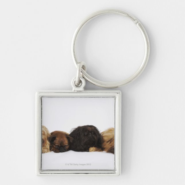 Porte-clés Trois chiens de Pekingese et carlin simple se (Devant)