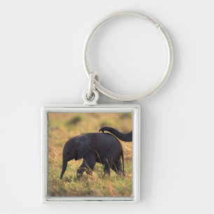 Porte-clés Tronc de progéniture émouvante d'éléphant, Kenya,