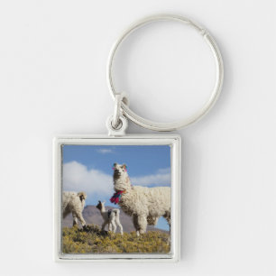 Porte-clés Troupeau de lama décoré dans les montagnes du Puna