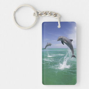 Porte-clés Truncatus de Tursiops de dauphins de Bottlenose) 4