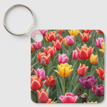 Tulipes néerlandaises