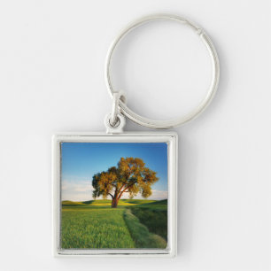 Porte-clés Un arbre isolé entouré de collines ondoyantes de b
