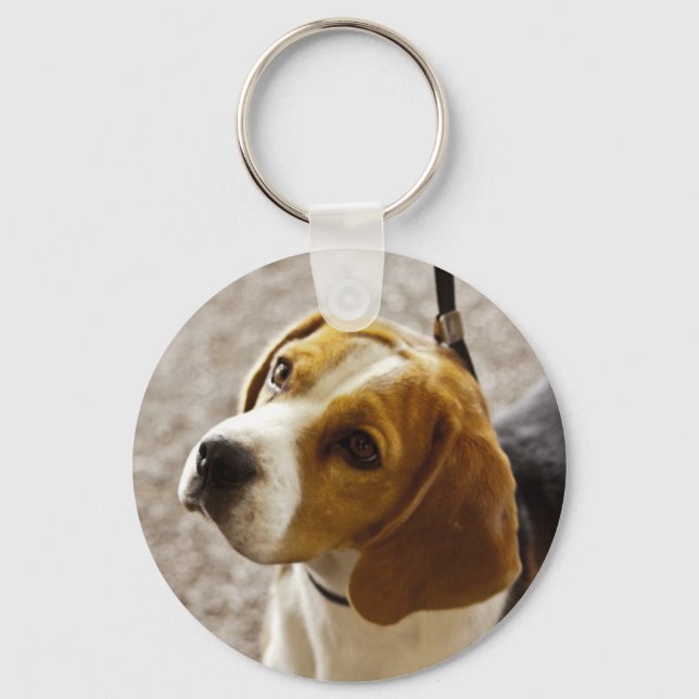 Porte-clés Un Beagle mignon qui attend des friandises ! (Recto)