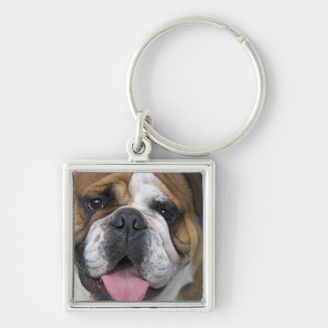 Porte-clés Un bouledogue anglais en Belgique. (Devant)