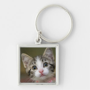 Porte-clés Un chaton mignon aux yeux verts