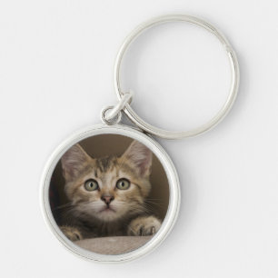 Porte-clés Un chaton tigré très doux