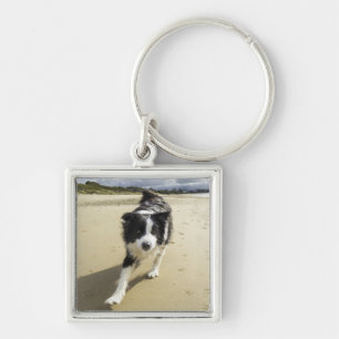 Porte-clés Un chien de border collie fonctionnant sur la